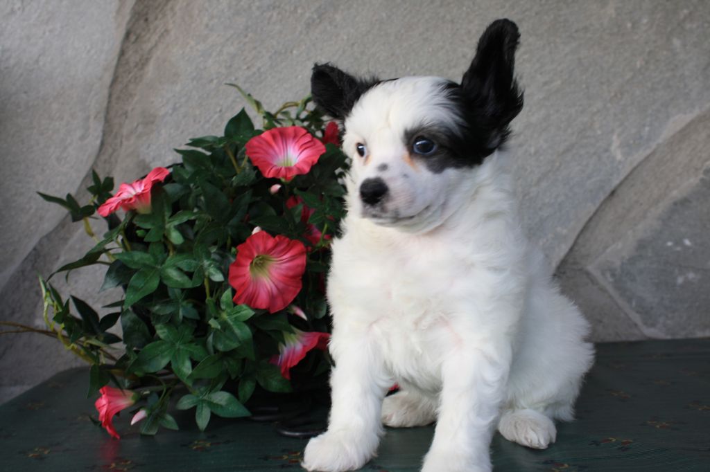 Amcockgarden's Jakarta Jazmin