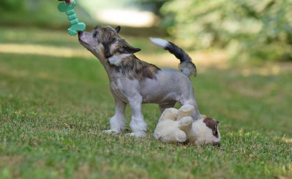 Dakota Rose Bare Code