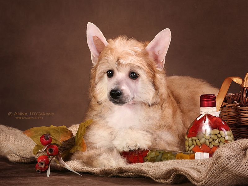 Gidaori Floral Dance