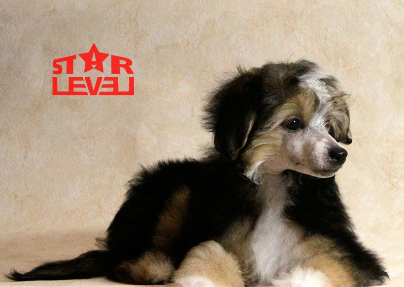 Star Level Life Is A Miracle