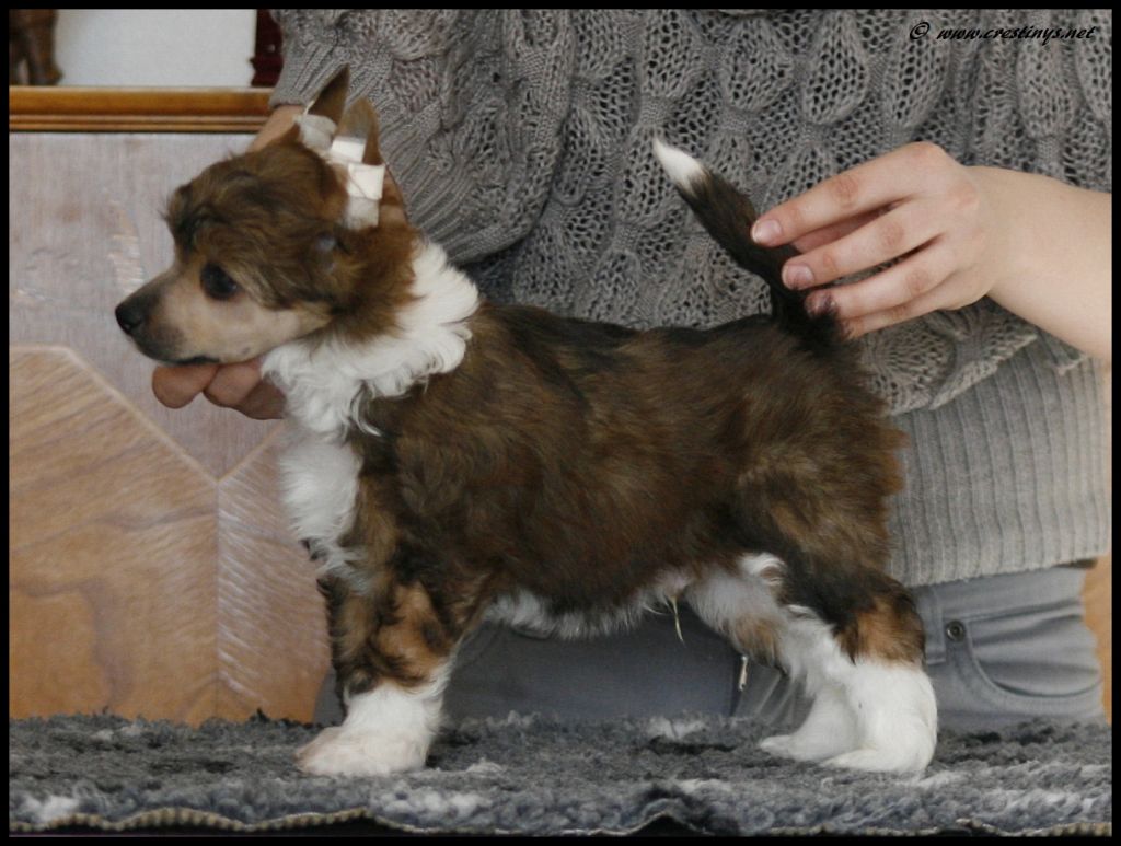 Crestiny's Ecstasy Of Gold