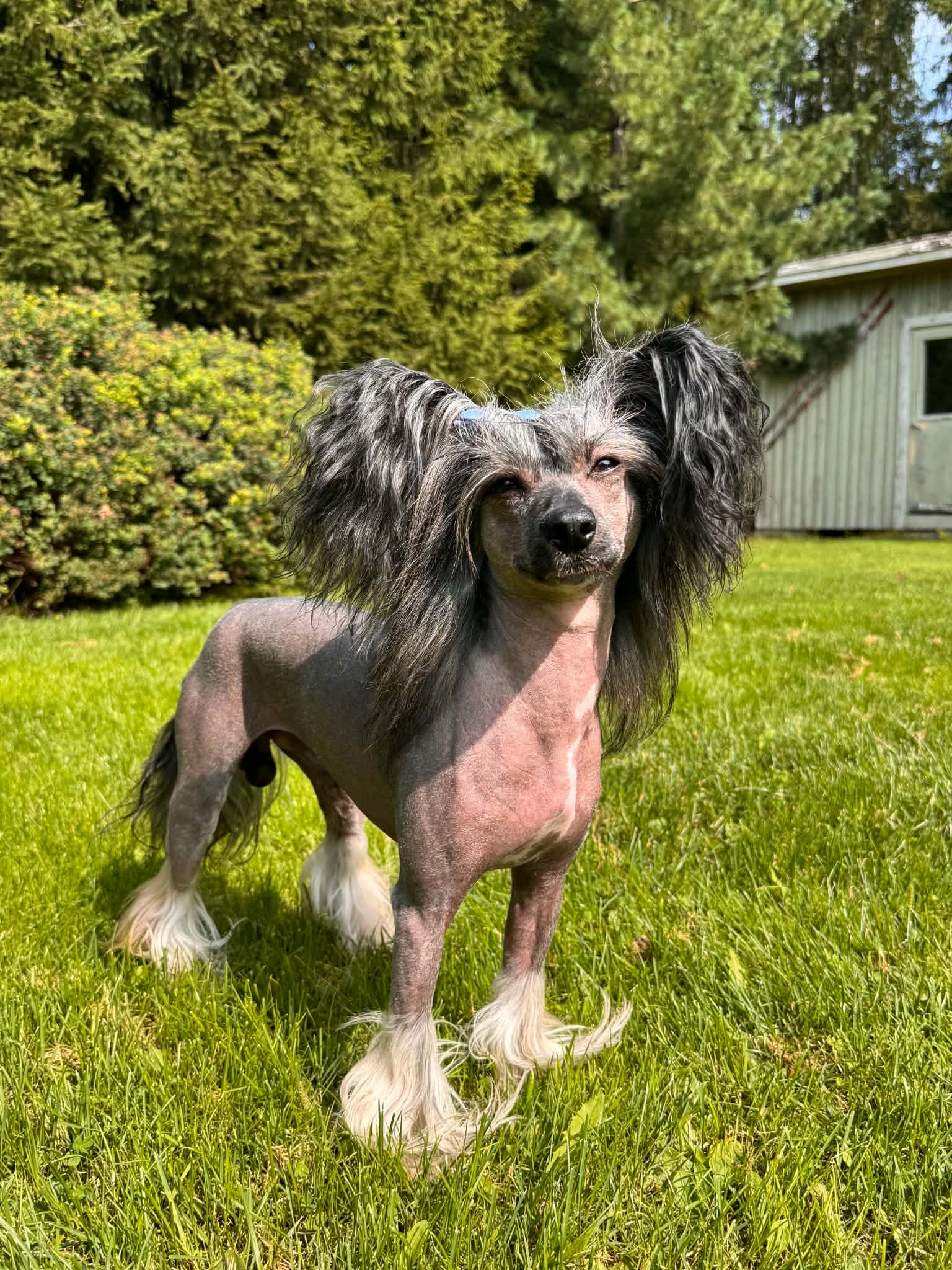 Viavrois Howling Hunter