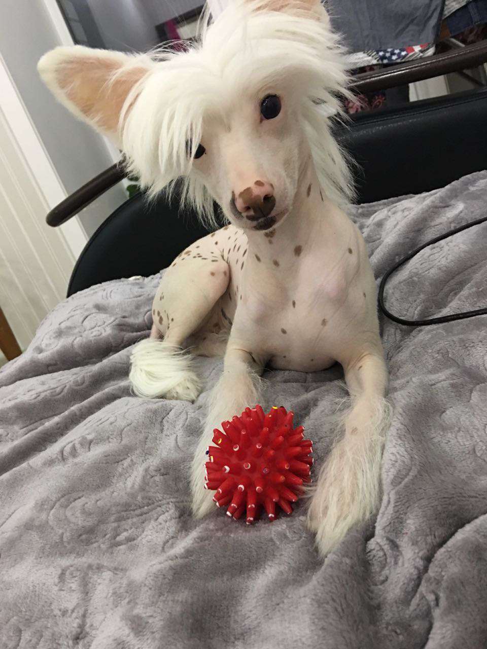 Elance Louange Firth of Clyde