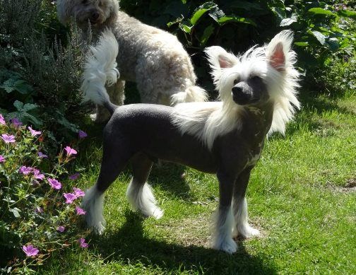 Give me five Little Champs