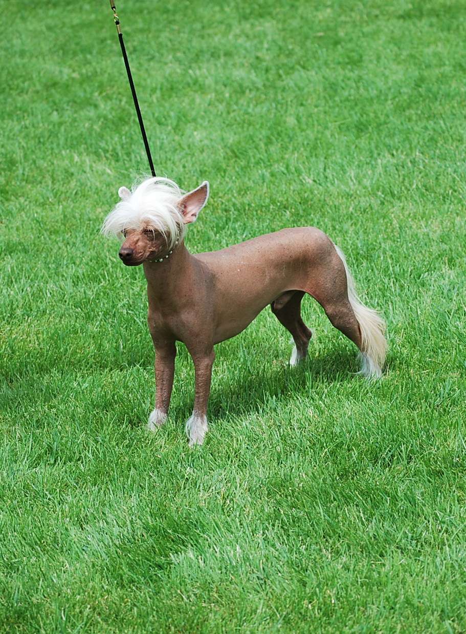 Little Dog Of Dream Le Roi