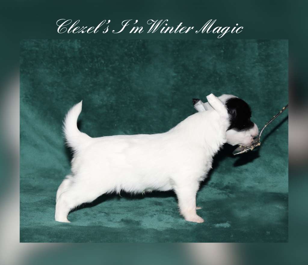 Clezel's I'm Winter Magic