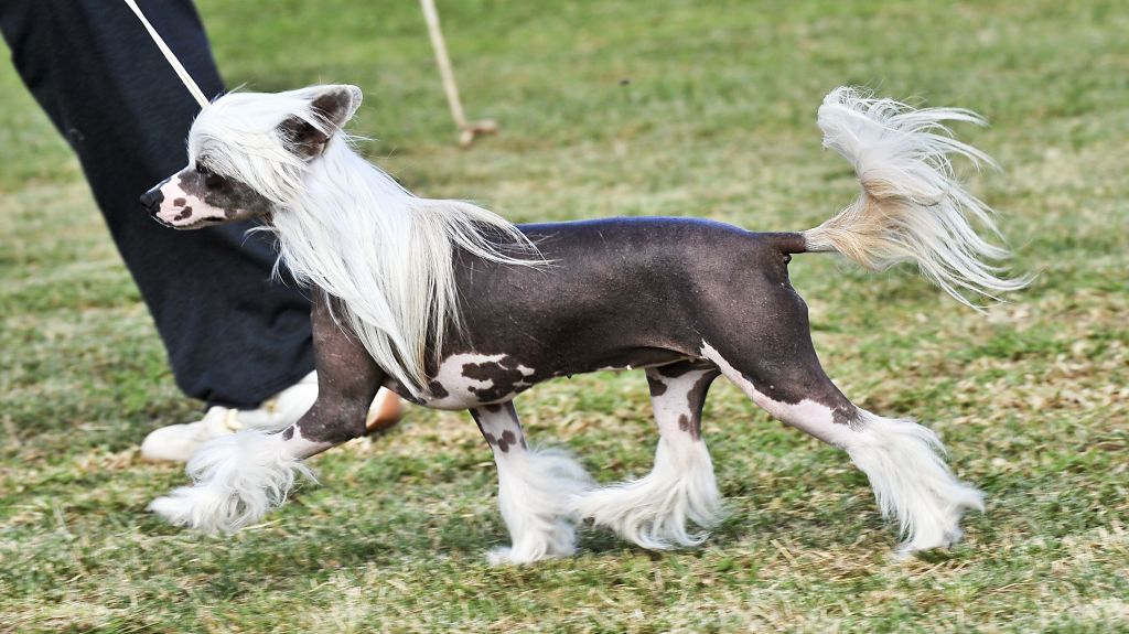 Sherabill Show Me The Money