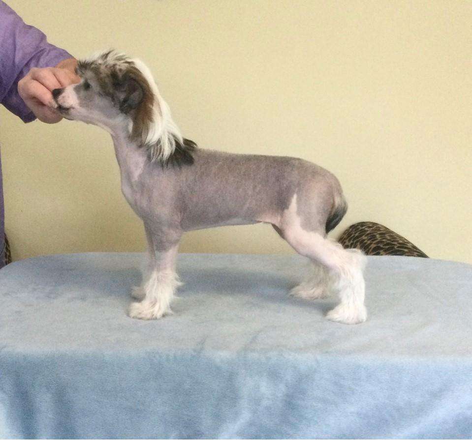 Sassytails NV You Are Bewitched