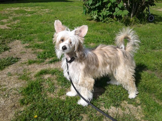 Tiny Darlings Afrodite