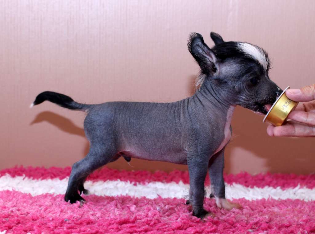 Artic Flyer's Born This Way