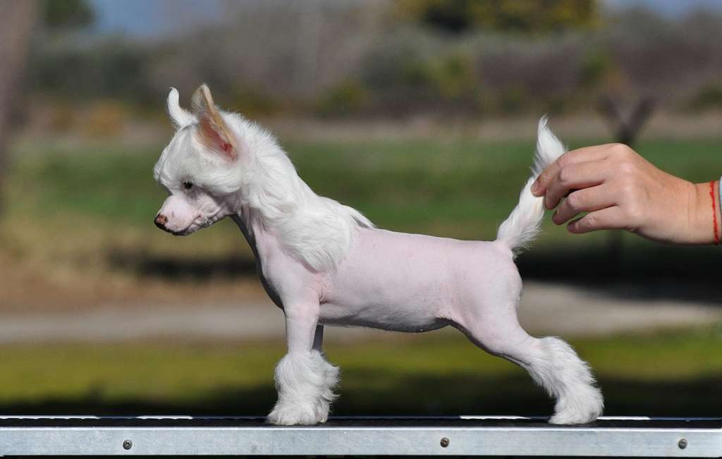 Victory's Laurel It's All Or Nothing