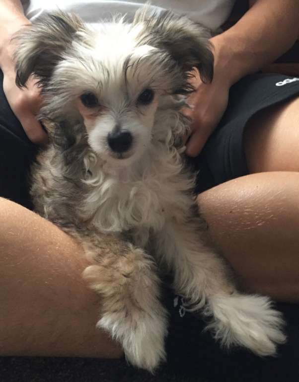 Parcauwen Dream Lover