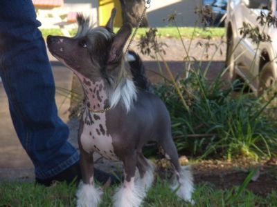 Mohawk Shes A Slayer