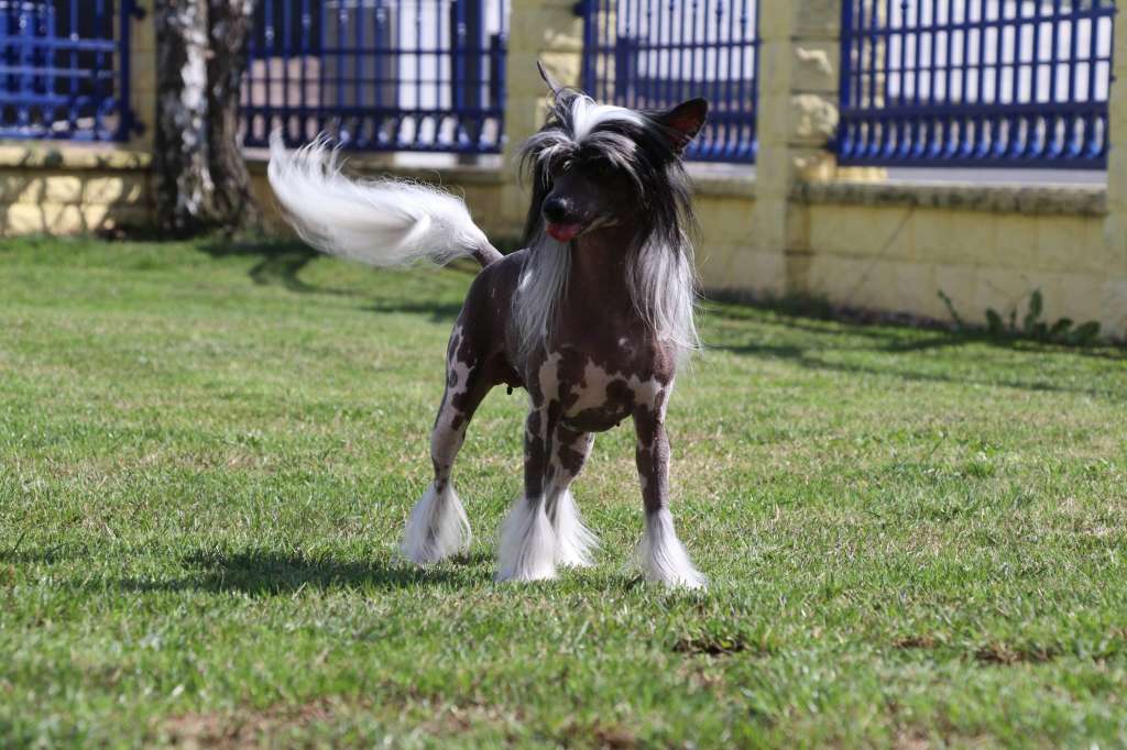 Solino's Jangle Jane