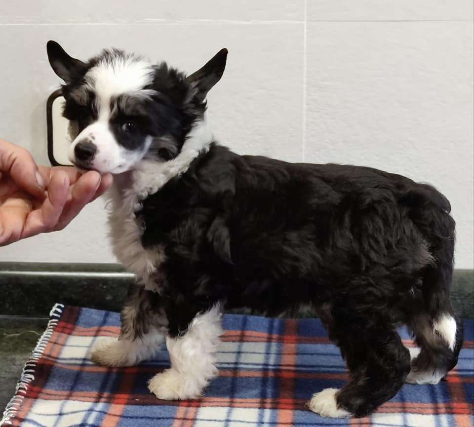 Xenon brother de Almamasan