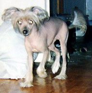 Kitaiskiy Shelk Geisha