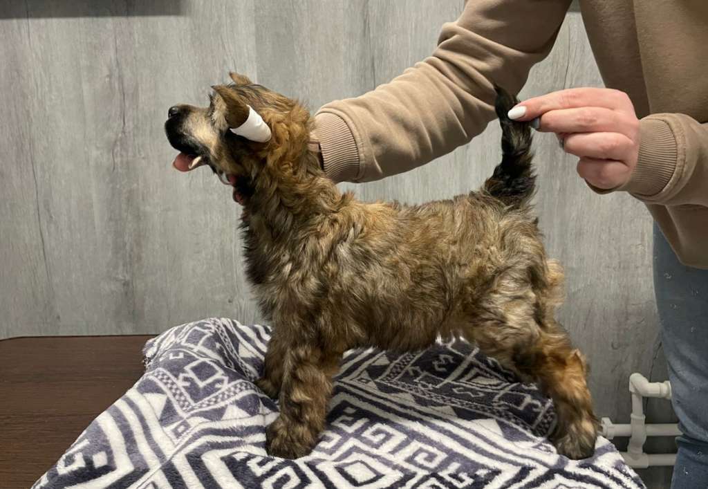 Rolana Family Sirius Lorita Star