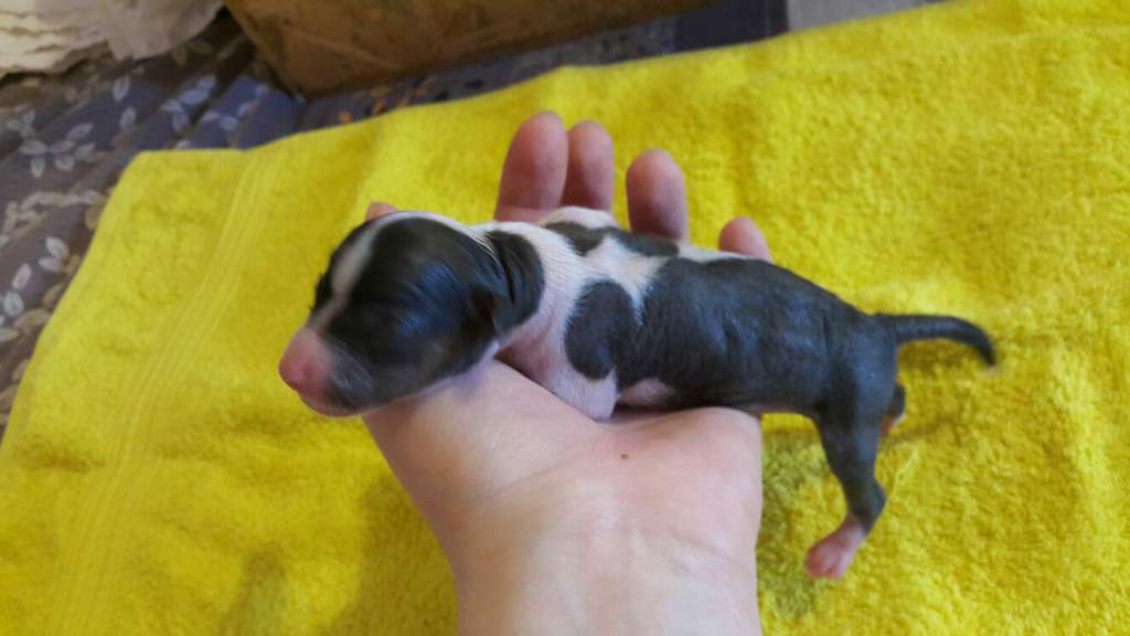 Fiery Fame Nort Present