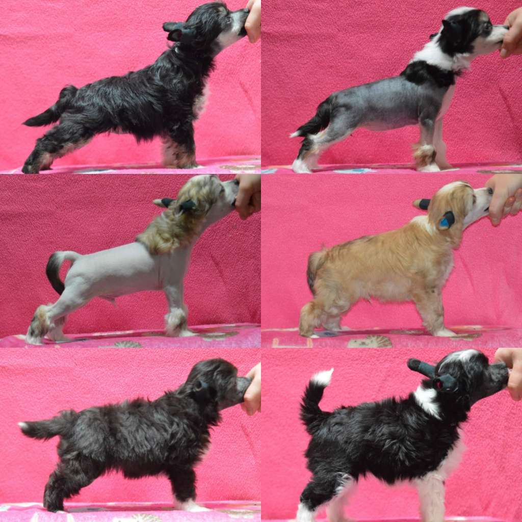 Kaitlin Damn My Royal Crown