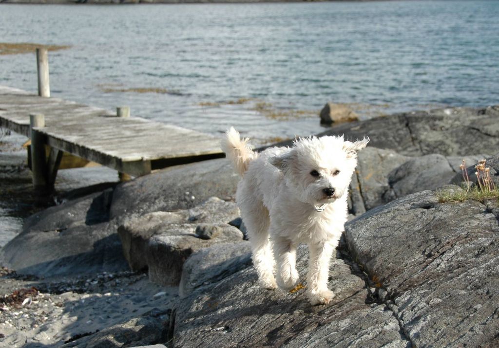 Stravinski's Barske Tarzan