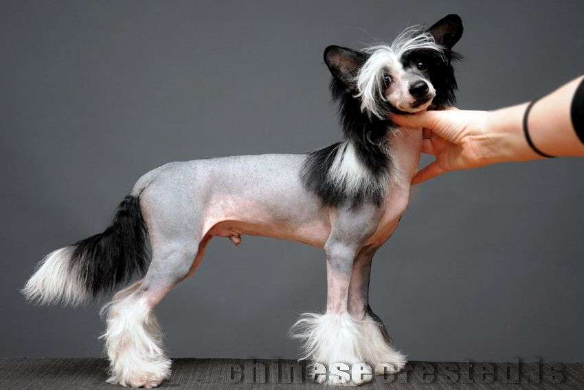 Practical Hero Lonely In The Castle