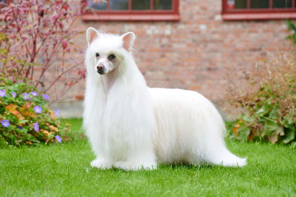 Sirocco I'm The Cakewalking