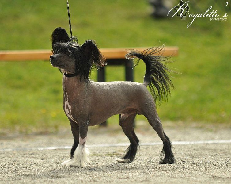 Crestwood Quick As Hell