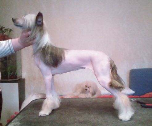 Orifeya s Gostinogo Dvora