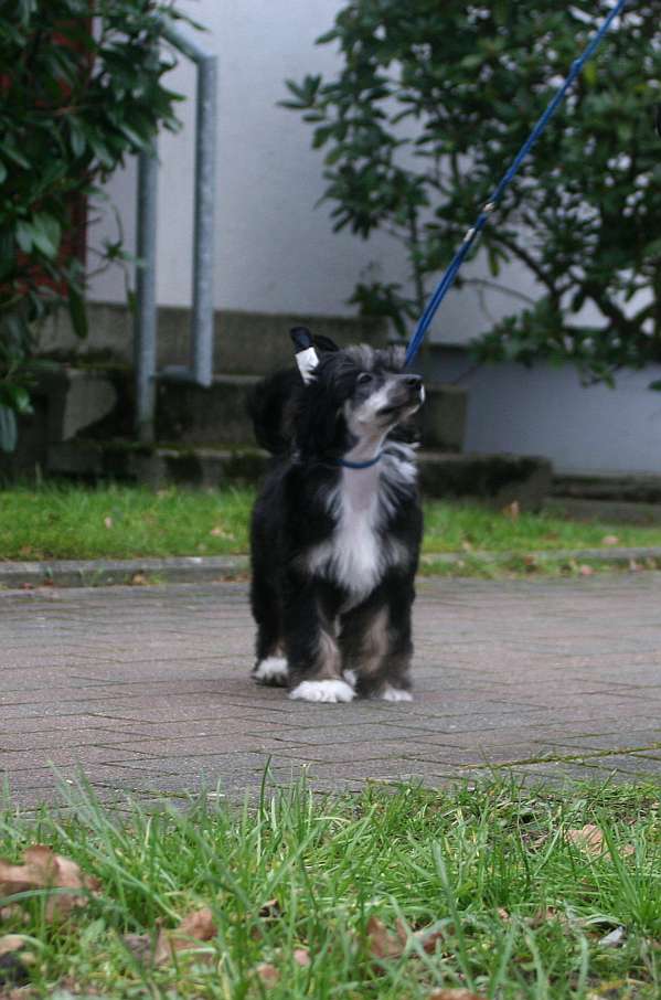 Edcullen's Glade Evony