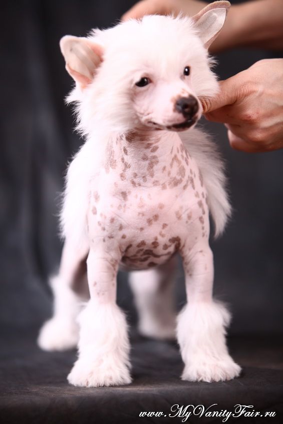 My Vanity Fair  Melissa