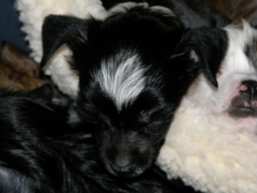 Echo's Look What I Can Do