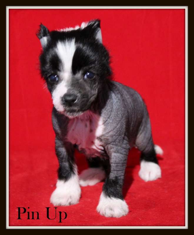 pin-up du pavé de varennes