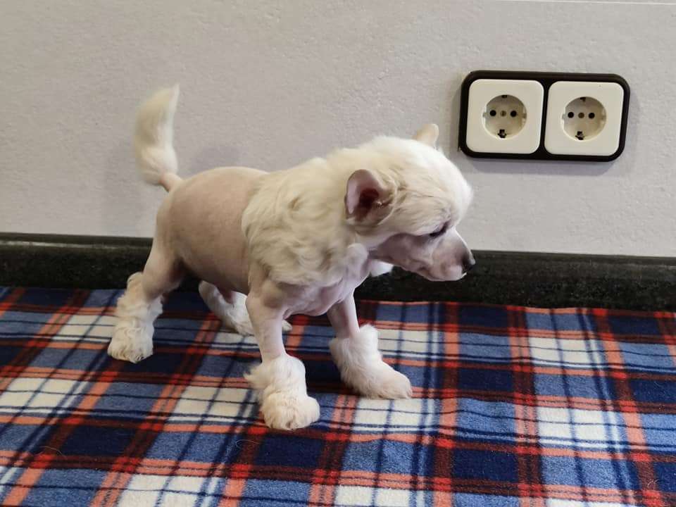 Younger king de Almamasan