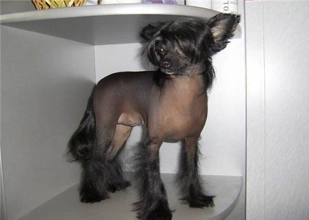 Atlant Kordiall Arabeska