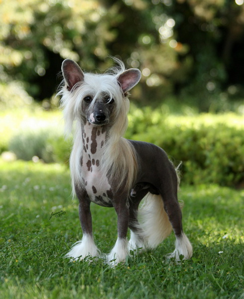 Caipirinha's Need 4speed