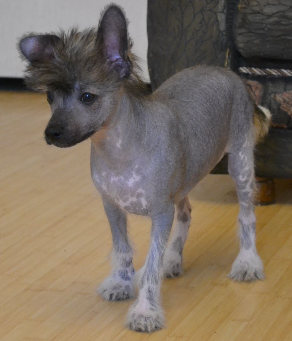 GOLLEND Idealnyi Podarok