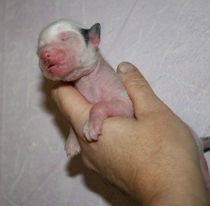 debeys du pave de varennes