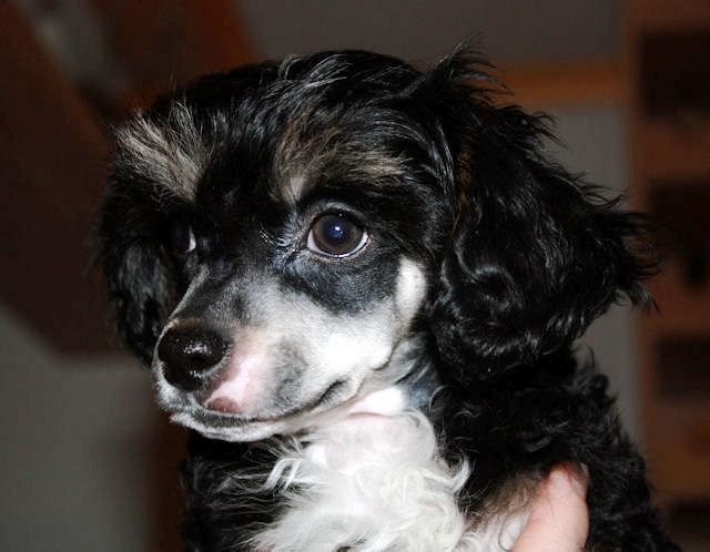 Secret Line's Black Jack