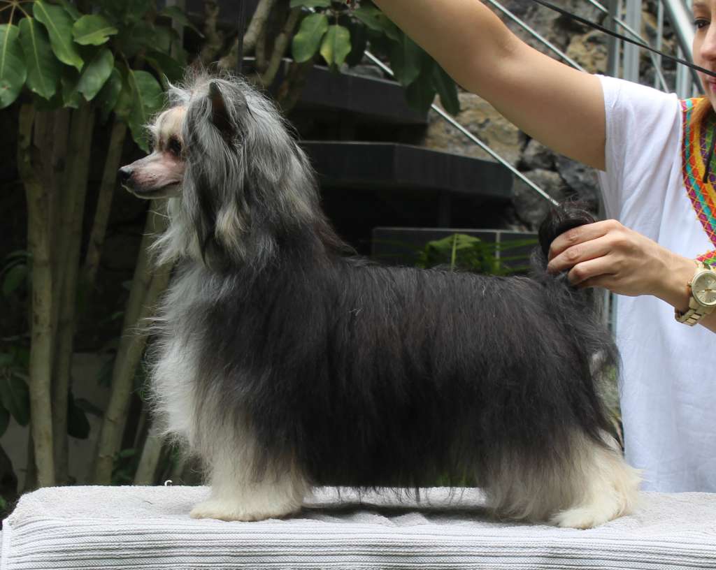 Casey Let your Hairdown (Cantarell)