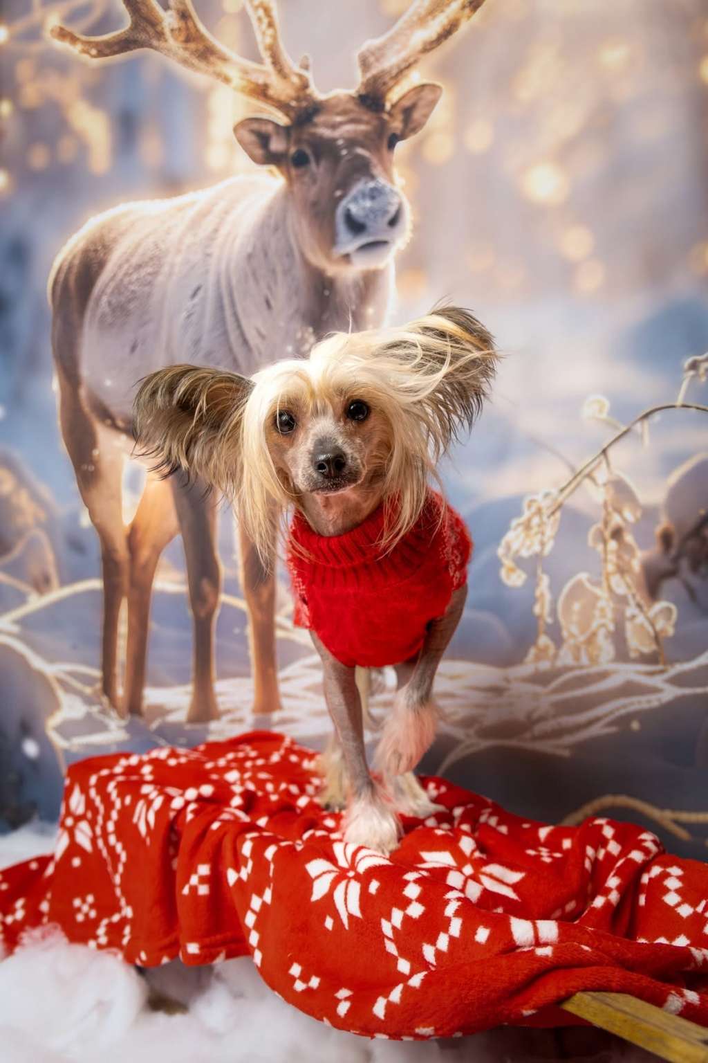 Aloha Pono Gold Partner