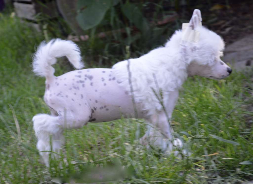 Black Tattoo von Shinbashi