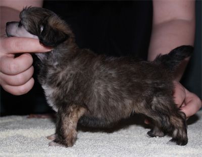 Fiabella's Tiny Dancer