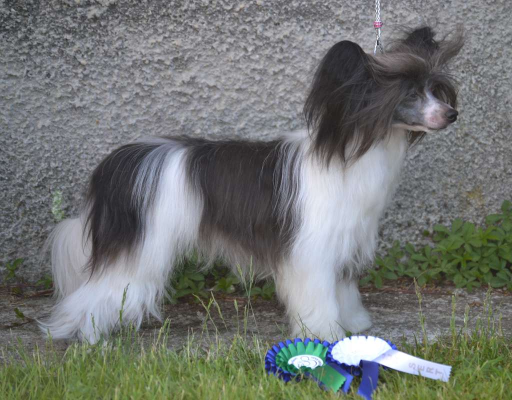 Gift Of Fortune Epocha