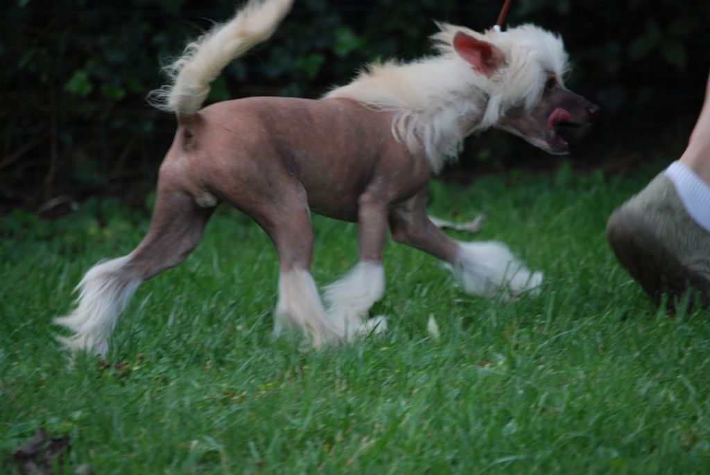 Jade Tian Xing Hu'ang