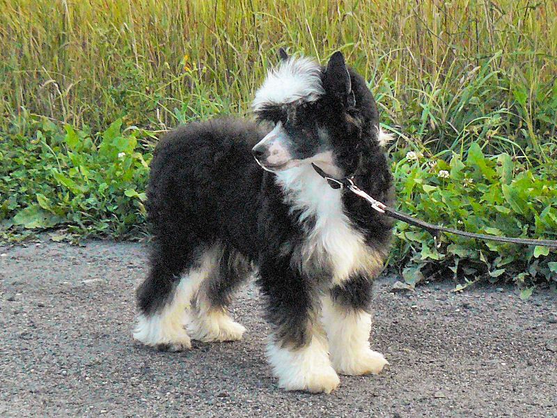 Ignacy Kozdron Nadobnisie i koczkodany