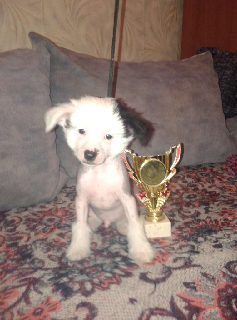 Karnelius Koltco Tcaria Solomona