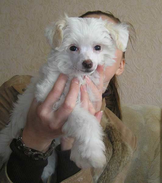 Leon Fleur De Lis Merlin Monro