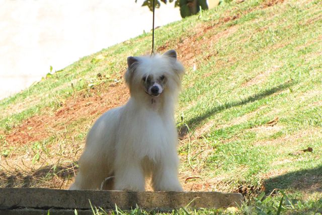 Lapinus The Lion King