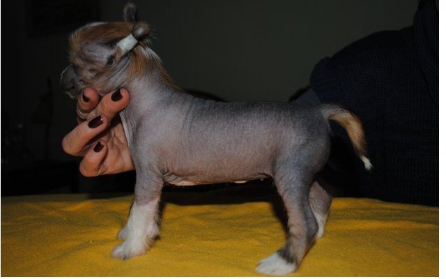 Lady z Lowickiego Ksiestwa