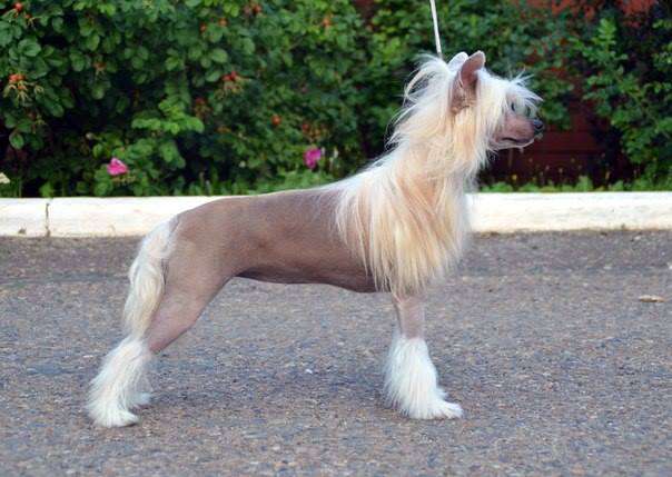 Olegro Katrin Ambridge D'Amour